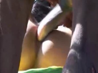 Cavalo fodendo duas travestis brasileiras no sitio