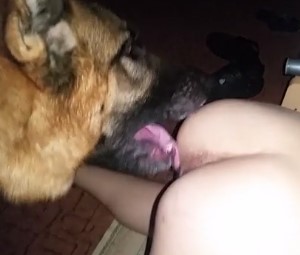 Cachorro pastor alemão lambendo o cu da namorada do dono